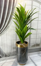 تصویر درخت دراسینا بلالی 