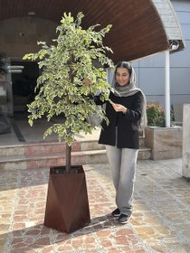 تصویر درختچه بنجامین ابلغ 