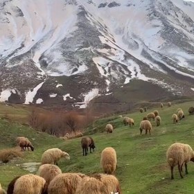 تصویر روغن گوسفندی اورامانات(720cc) 