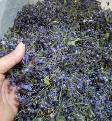 تصویر گل بنفشه Viola odorata