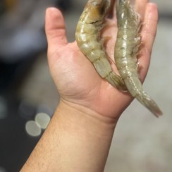 تصویر میگو 30-40 شمال shrimp 30-40