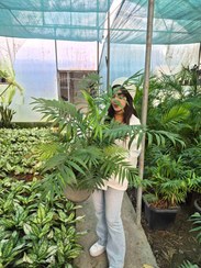 تصویر نخل شامادورا / گلخانه بهارنارنج Shamadora palm flower