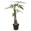 تصویر گیاه پاچیرا تنه بافت (گیاه پول) گلدان 14 