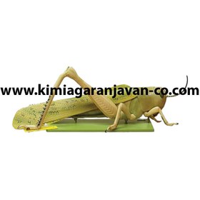 تصویر مولاژ ملخ (قابل تفکیک) 