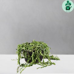 تصویر کراسولا غوره ای 