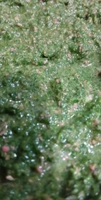 تصویر مواد زیتون پرورده 