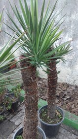 تصویر یوکا بنسای 