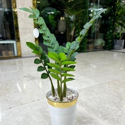 تصویر درختچه زامفولیا کوچک مصنوعی 