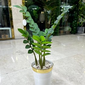 تصویر درختچه زامفولیا کوچک مصنوعی 