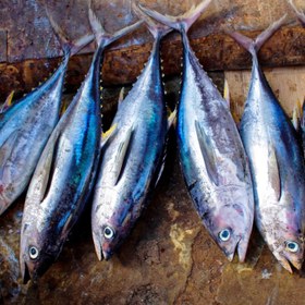 تصویر ۵کیلو ماهی تن هوور یا گیدر صید روز لیان لطفا با هر سبد خرید یک یونولیت انتخاب کنید 