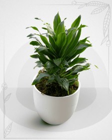 تصویر کامپکت کد 1069 