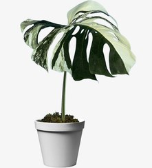 تصویر قلمه مانسترا ابلق برگ درشت همراه پاجوش 