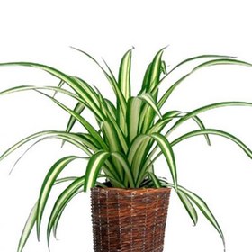 تصویر گل گندمی ( سنجاقی ) 