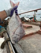 تصویر ماهی کخو (شانک صورتی) - ۱/۳ 