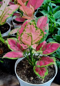 تصویر اگلونمای صورتی پینک اگلونمای