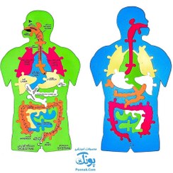 تصویر پازل آموزشی اعضای بدن انسان فومی سایان چند رنگ