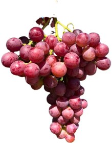 تصویر انگور رقم فلیم سیدلس بدون هسته 