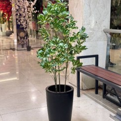 تصویر درختچه شفلرا ابلغ مصنوعی 