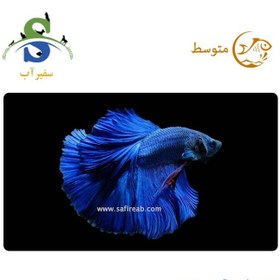 تصویر ماهی فایتر هافمون آبی 