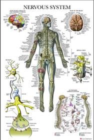 تصویر پوستر آناتومی سیستم عصبی ( از مجموعه پوسترهای آناتومی) Nervous System 