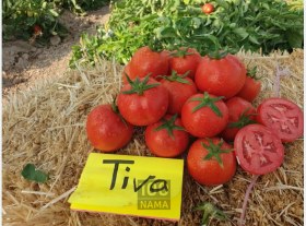 تصویر بذر گوجه فرنگی پربار تیوا مشابه گوجه بریویو 5 هزار عددی پلت شده Tomato Tiva F1 Diamond Seed Num 5000 Seeds