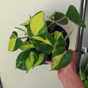 تصویر اسکاندیس ابلق 6586 