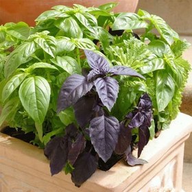 تصویر بذر ریحان میکس ۵۰۰ گرمی 