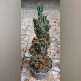 تصویر کاکتوس صخره ای زیبا ارتفاع حدود 30 سانتیمتر ارسال با اتوبوس( پس کرایه) 