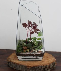 تصویر تراریوم طرح جنگل ساخت و ارسال این کار 10 روز زمان میبره