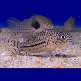 تصویر کوریدوراس جولی 