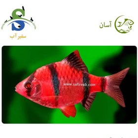 تصویر ماهی تایگر بارب قرمز 