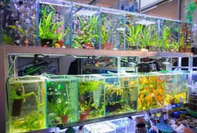 تصویر طراحی سایت فروشگاه ماهی های زینتی و اکواریوم (تضمین افزایش فروش) 