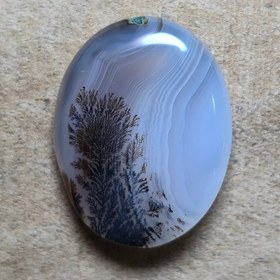 تصویر شجر قائن سوزنی 