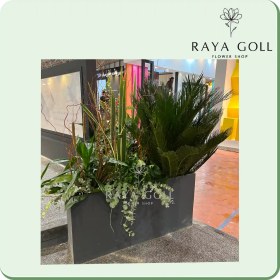 تصویر برگ آرایی کاج 