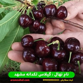 تصویر نهال گیلاس تکدانه 