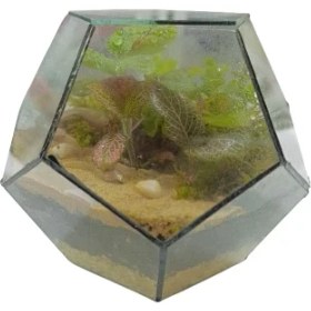 تصویر تراریوم مدل توپک 