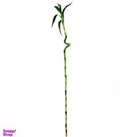 تصویر گیاه طبیعی بامبو مدل D-16 