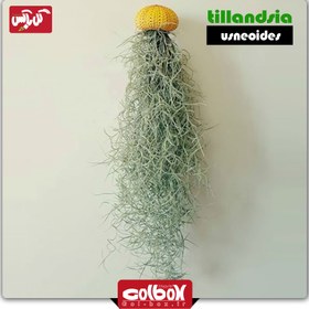 تصویر گیاه هوازی خزه اسپانیایی 