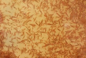 تصویر آرتمیا زنده یک لیتری حاوی 5 گرم 