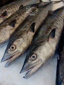 تصویر شیر ماهی صید قلاب 