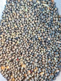 تصویر قره ماش اردبیلی 