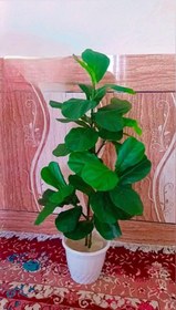 تصویر درختچه لیراتا 