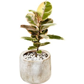 تصویر فیکوس الاستیکا مدل L100-40 