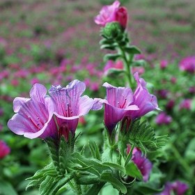 تصویر گل گاوزبان اشکور گیلان 