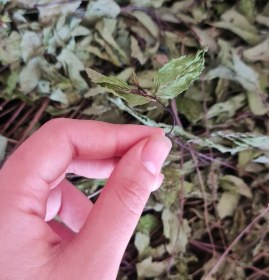 تصویر ریحان سبز 