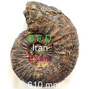 تصویر بزرگترین فسیل آمونیت ایسام از کرتاسه کپه داغ 2 رو 