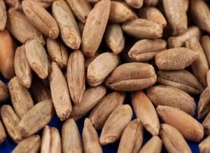 تصویر فروشگاه طب خیر