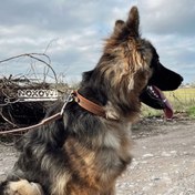 تصویر قلاده گردنی چرم کد ۰۲۷۷ 