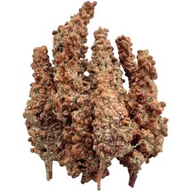 تصویر سماق خوشه ای 