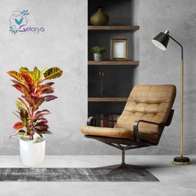 تصویر کوروتون پرتقالی با گلدان سرامیکی 